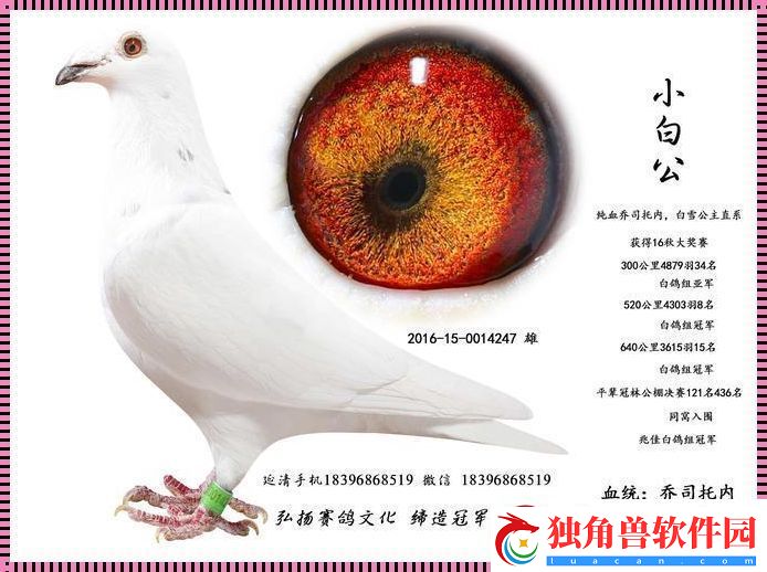 Ggy2022鸽子小白：科技界的“惊喜”连连看