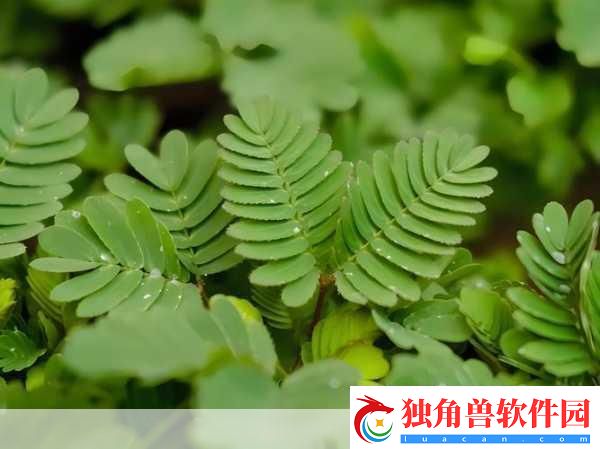 水蜜桃香蕉含羞草-1.-水蜜桃与香蕉的奇妙搭配：含羞草的灵感