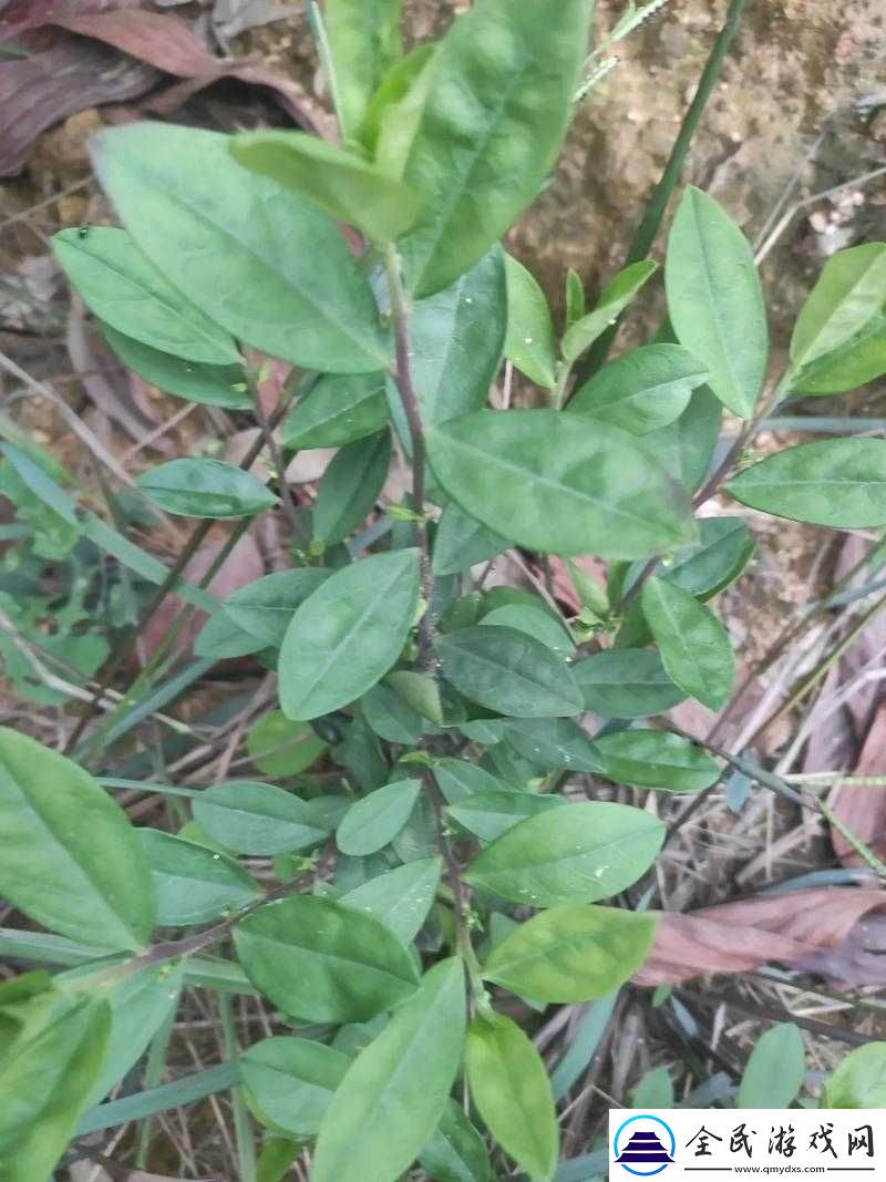皇室战争刷紫箱获取紫箱子几率的全面剖析与解读