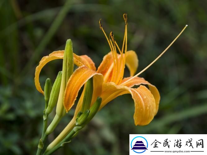 “仙踪林”探秘：忘忧花VS忘忧草-科技界的“奇葩”对决！