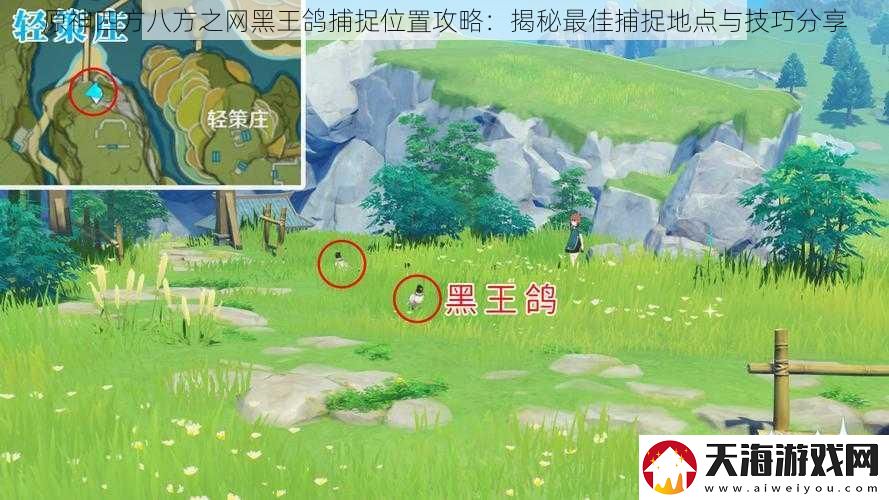 原神四方八方之网黑王鸽捕捉位置攻略：揭秘最佳捕捉地点与技巧分享