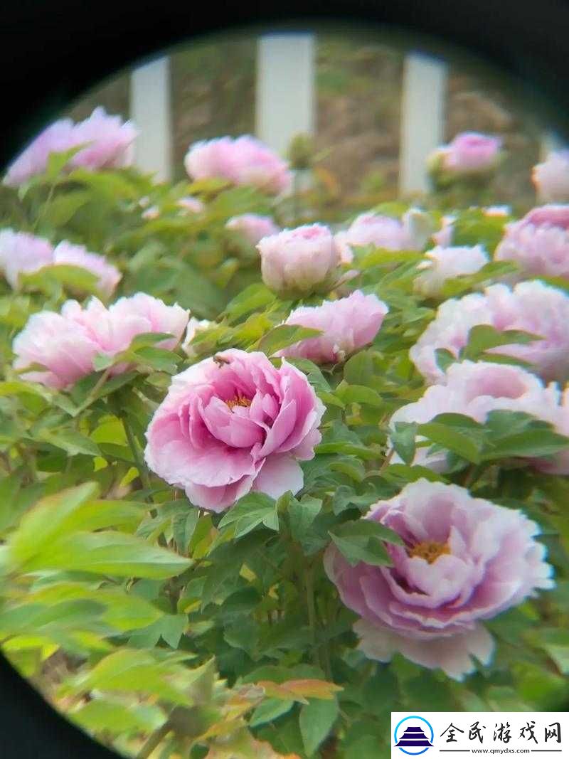 亭亭玉立国色天香四月天科普：花中奥秘