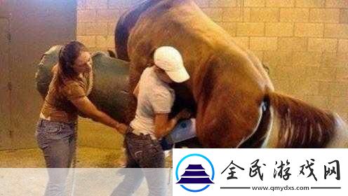 人马是怎么配对的视频已修复