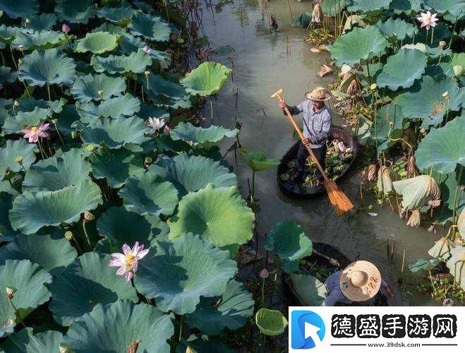 老人船上弄雨荷好吗：别样的画面