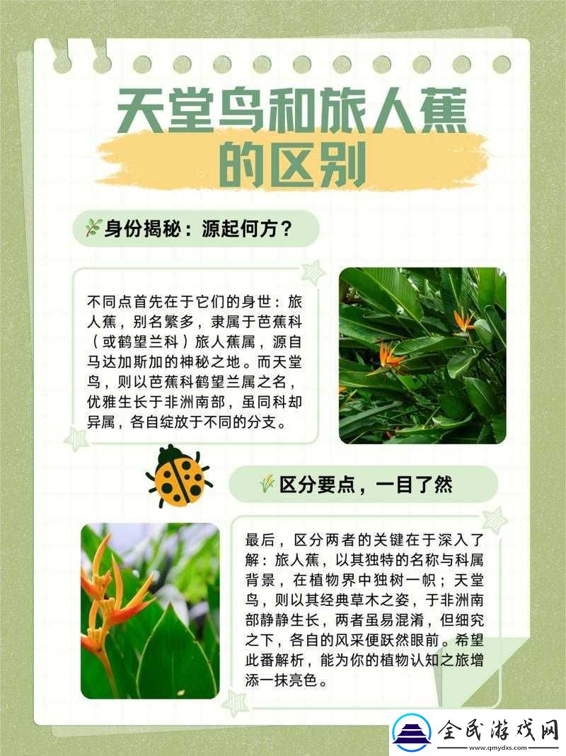 旅人蕉天堂鸟的区别视频：特点与差异大揭秘