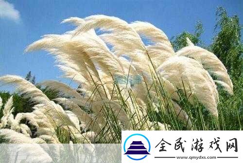 芦苇丛深处中的温情