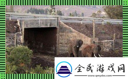 象跑通道-创潮我来