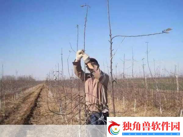 早春苹果挨一刀是指苹果树的刻芽其作用是-揭秘果农的智慧之举