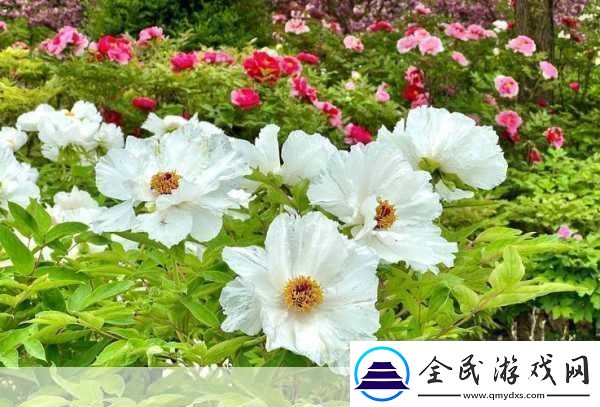 欧产日产国色天香水蜜桃探秘
