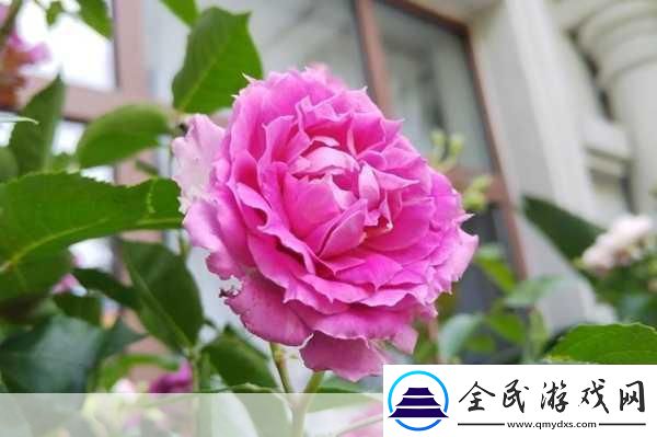 欧产日产国色天香水蜜桃探秘-1.-探寻欧产日产国色天香水蜜桃的独特魅力