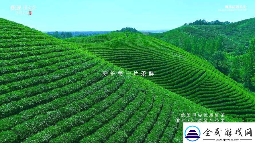 仙踪林-COMPANY-LIMITED：探寻绿色茶饮的奥秘