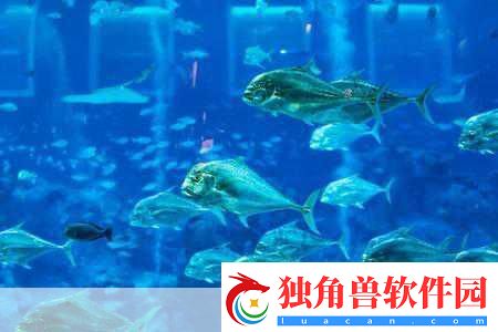 希望传说神秘海底世界惊艳亮相-与鱼群共舞新体验！