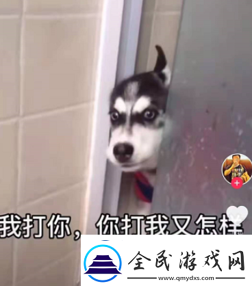 微信8.0状态背景哈士奇下载