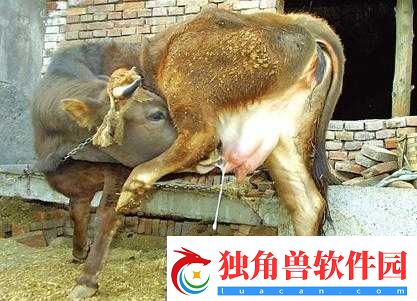 套阴茎奶牛服截肢产奶：残忍的产奶方式