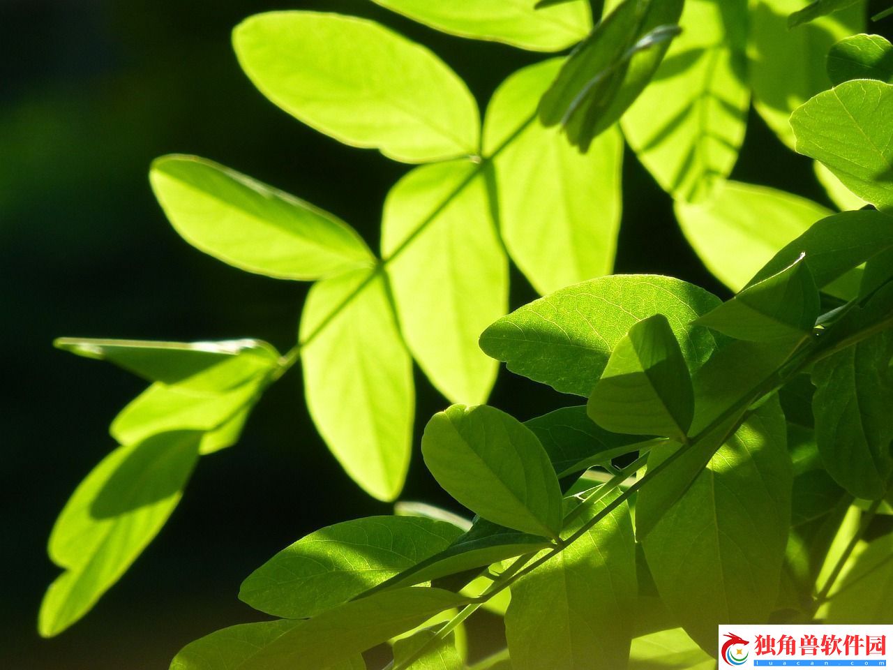 我的世界-树为何不生长-——探索植物生长的奥秘