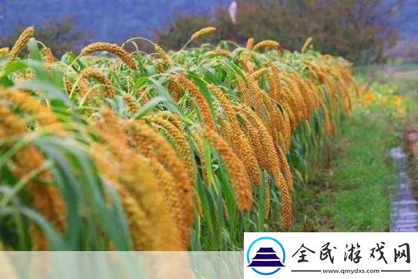 手游中的南稻北粟之粟