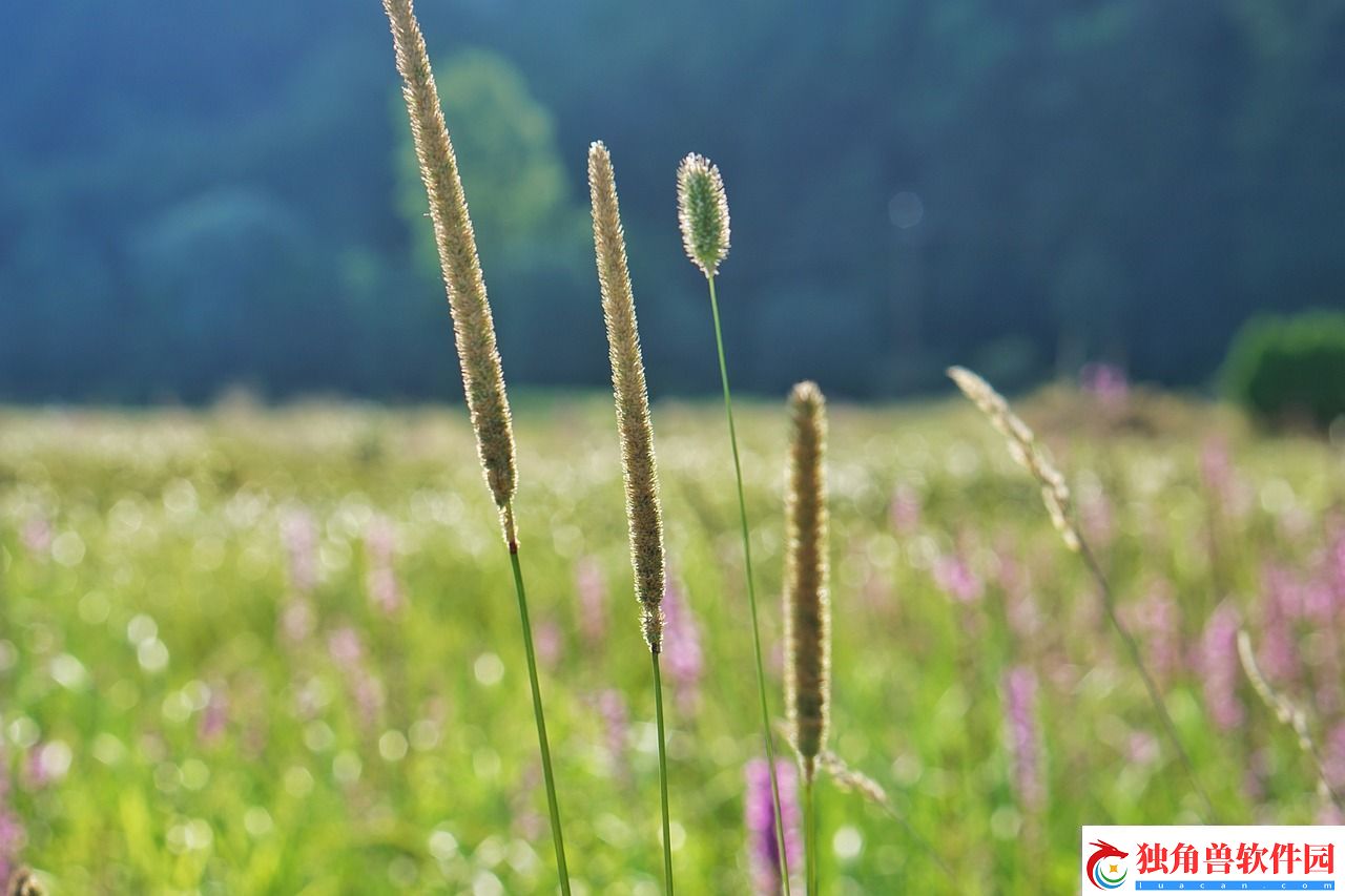 草在线观看:探索新兴的在线草地文化
