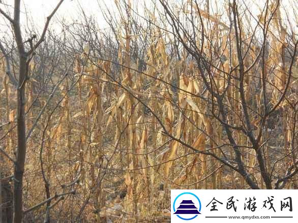 “公痒”休止符：合法性界的玉米田狂想曲