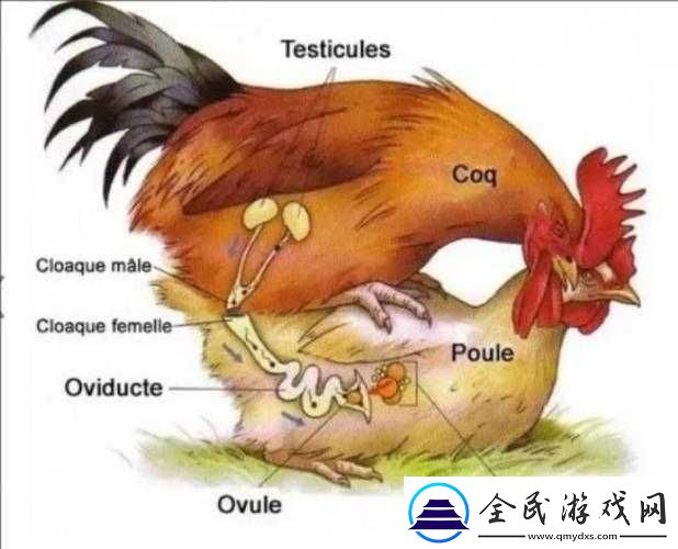 优质精液灌溉系统助力植物生长与繁衍