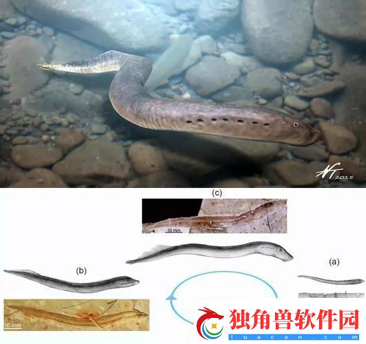 “左三右三-扭摆如鳗-迈步如蛭：科技界的‘魔法’舞步”