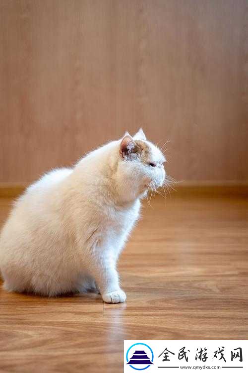 另一个伊甸超越时空的猫多娃：独特魅力闪耀非凡