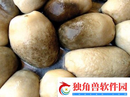 科技狂潮下的细杆椭圆头奇迹：独领风骚的菌界翘楚！