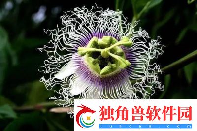 肉莲花吸入金刚杵会怎么样：揭示神秘现象背后的科学奥秘