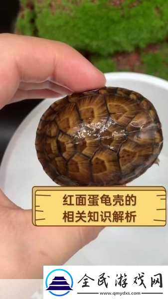 龟壳插件怎么设置伤害字体-魔兽世界龟壳插件设置伤害-成为游戏大神的必备秘籍