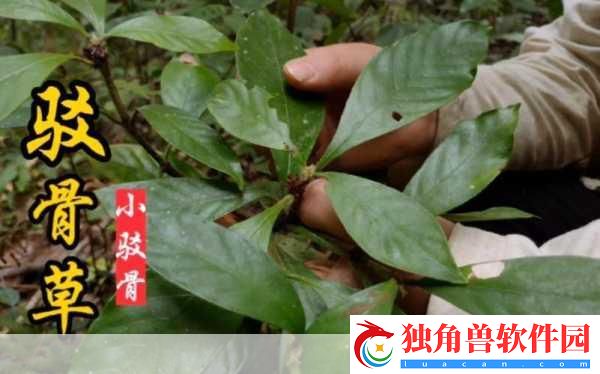 随时随地都能草的学校教师的作用：当然可以-以下是一些标题建议：