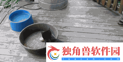 求猫咪最新地域名：探索猫咪地域分布新动态