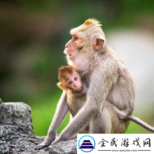 大猴子永远抱着小猴子的温馨画面