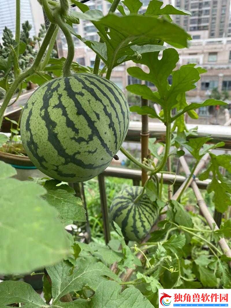 五一吃瓜：今日吃瓜-热门大瓜