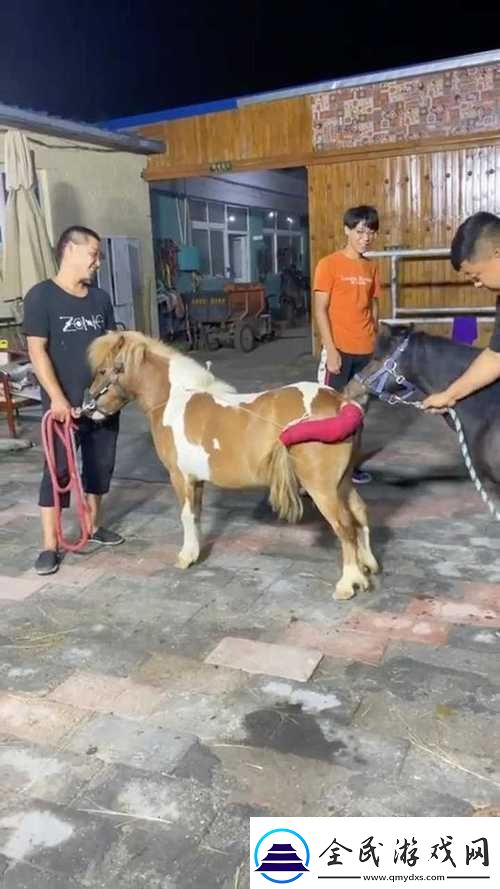 狗配人怎样配马配人呢图片：探寻动物间的奇妙搭配