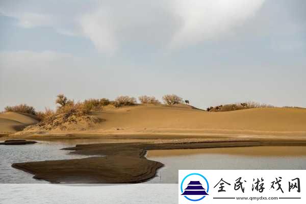 探索阿拉善沙漠多沙漠的神秘融合