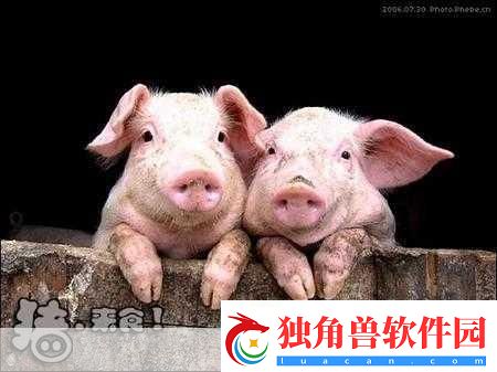 人类与动物的心灵交流