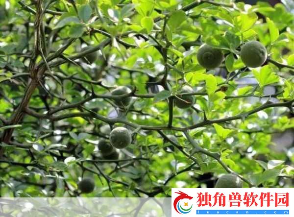 积枳桶积枳免费大全：1.-探索积枳桶：创意与实用的完美结合