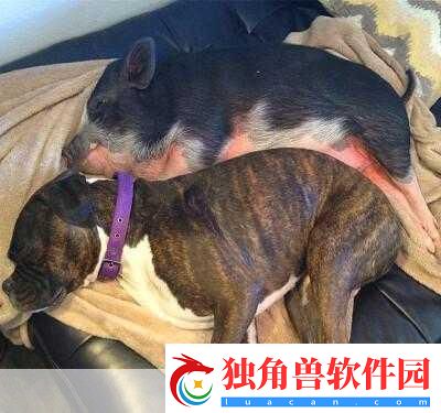 人or猪or狗热度超高：1.-人类与动物的心灵交流：您更倾向于哪种伴侣