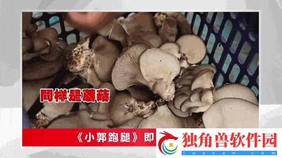 “蘑菇哥”狂潮来袭-科技圈谁与争锋！