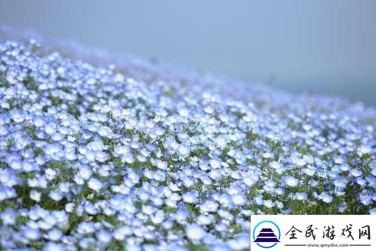 俄罗斯满天星在线观看免费高清：精彩呈现
