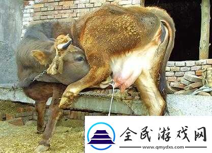 套阴茎奶牛服截肢产奶：残忍的产奶方式