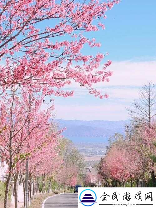 请用你的手打扰我樱花：浪漫樱花下的别样情愫