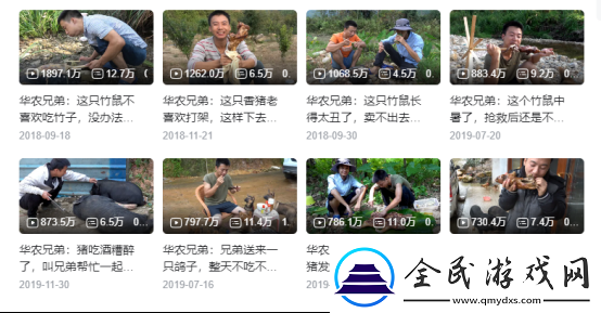 怎么四年过去了-华农兄弟又盯上了竹鼠