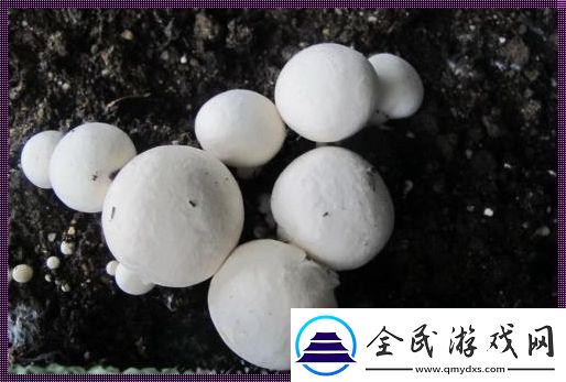 “巨灰菇”神秘现世掀起科技圈怪诞狂潮