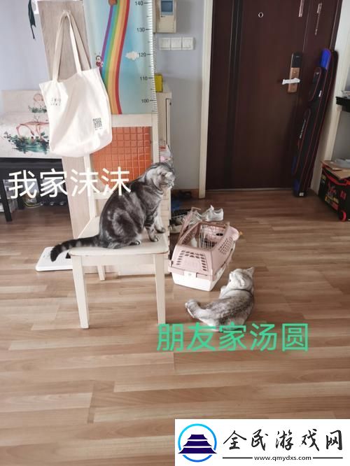 “串门偶得”：趣谈科技圈的“私密”发现
