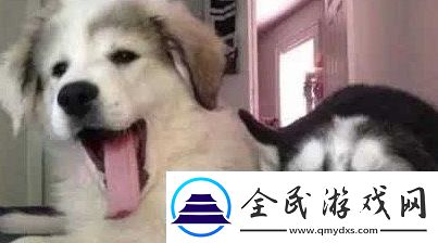 狗都嫌弃的年龄是什么梗网络用语狗都嫌弃的年龄梗意思及出处分享