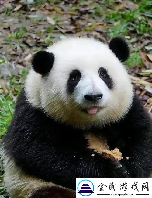 熊猫界的“花花”传奇：科技掌门人的惊喜之旅