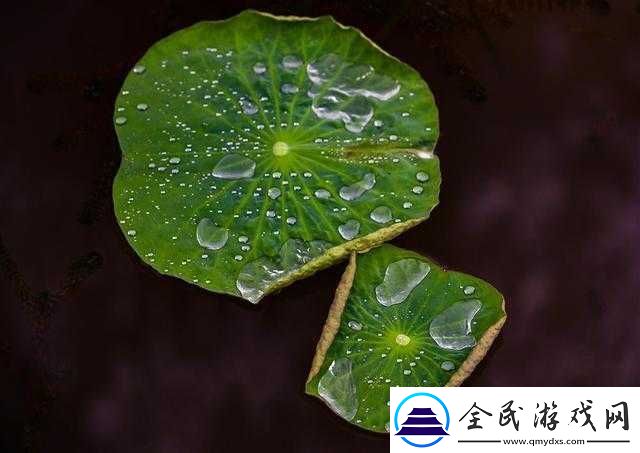 老人船上弄雨荷有收藏价值吗