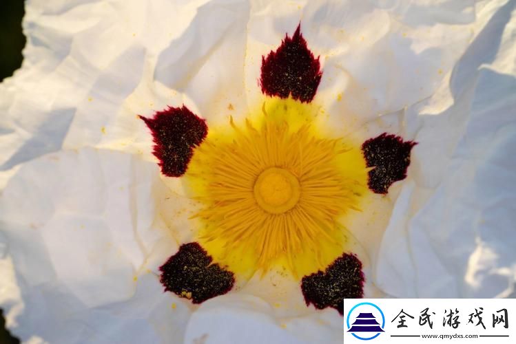"软科技-弱时尚：笑话般的引领潮流"