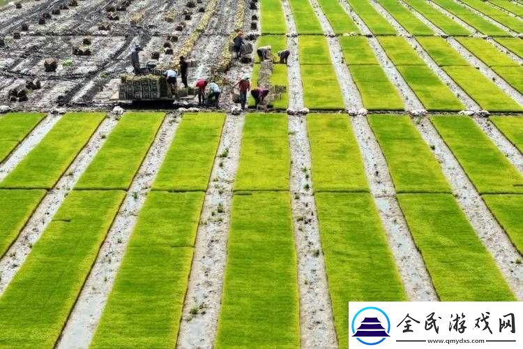 夫妻间-100-间插秧法人民相关内容解读