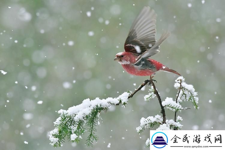 朱红映雪-科技界的新峰